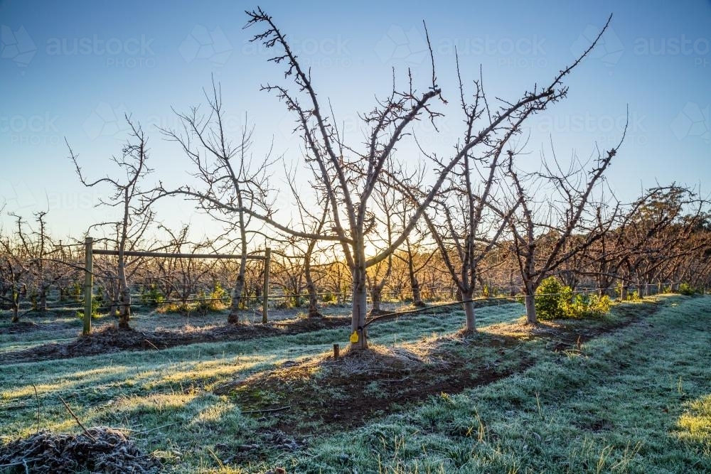 Empty fruit trees on a frosty winters morning - Australian Stock Image