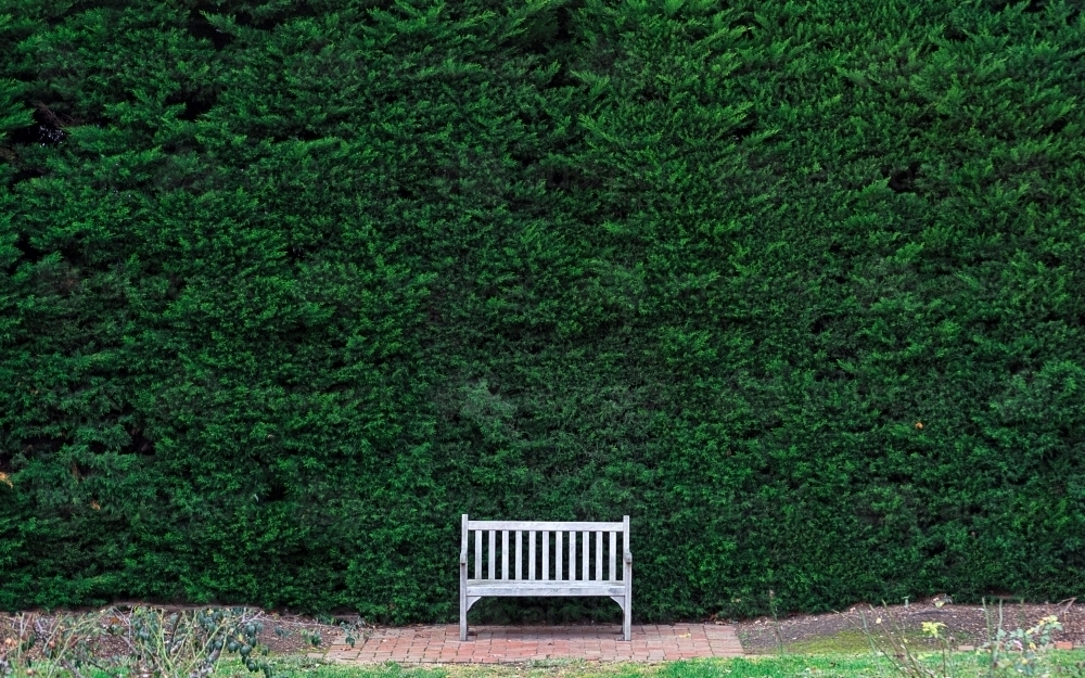 Empty park bench with a green hedge background - Australian Stock Image