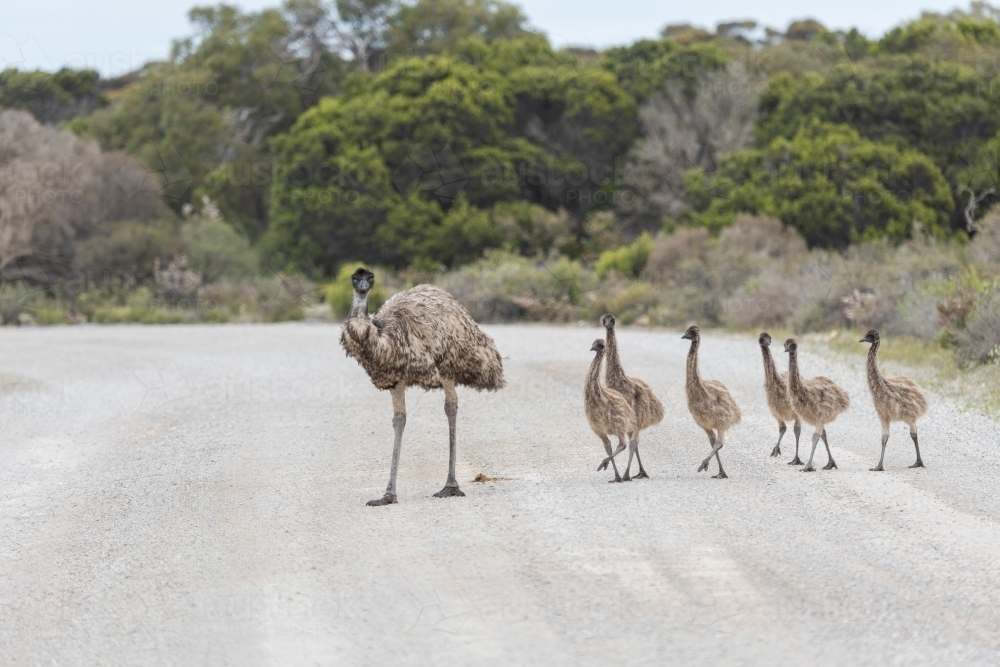 emu and chicks crossing road - Australian Stock Image