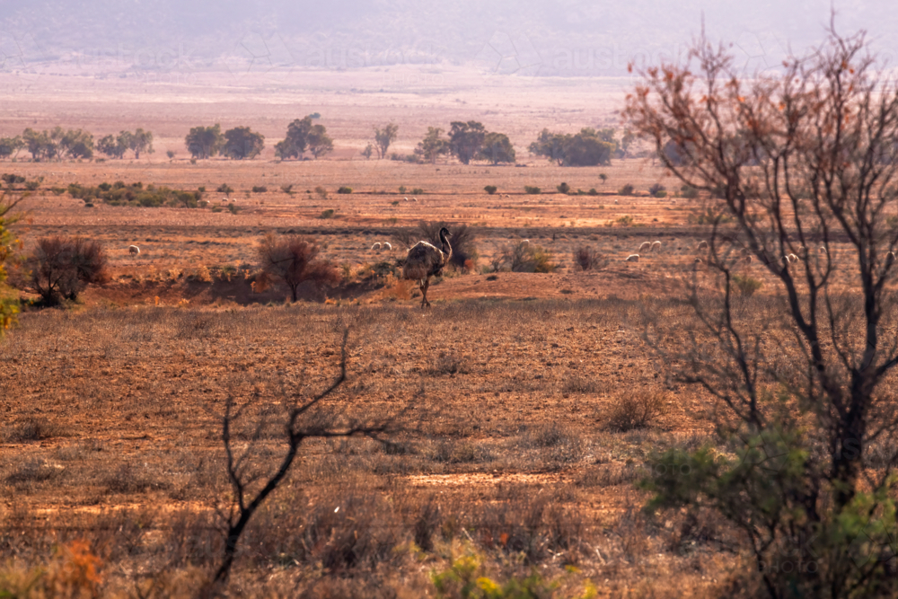 Emu and sheep in a dry arid paddock, Flinders Ranges - Australian Stock Image