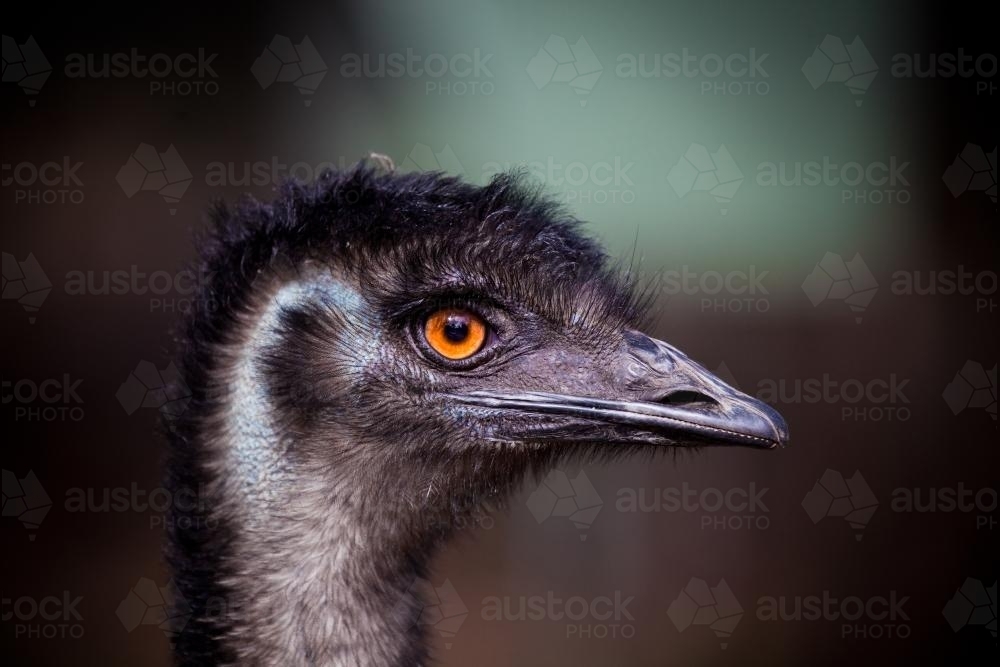 Emu - Australian Stock Image