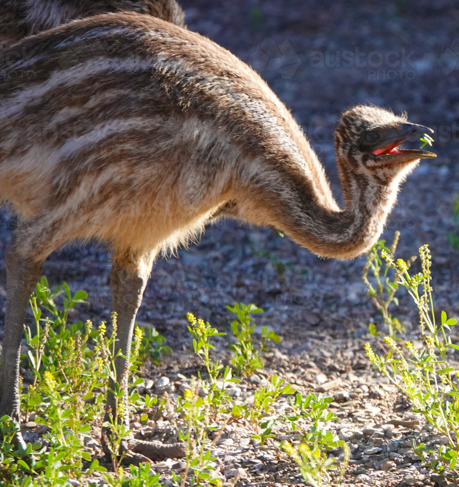 Emu chick foraging on the ground - Australian Stock Image