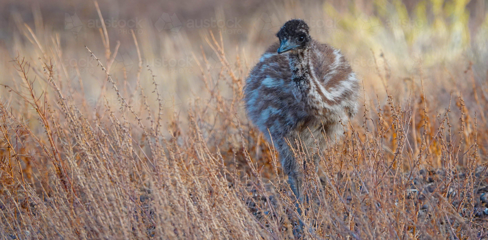 Emu chick in the Grass - Australian Stock Image