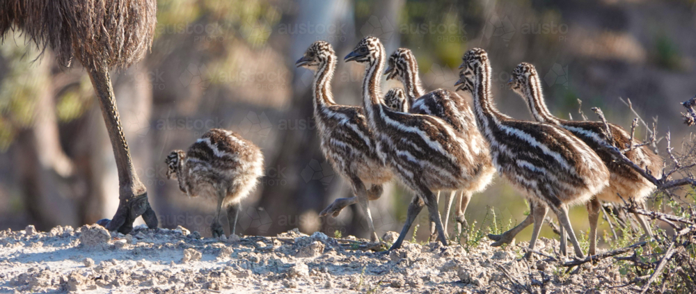 Image of Emu chicks walking on the rough soil - Austockphoto