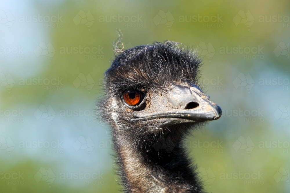 Emu head close-up. - Australian Stock Image