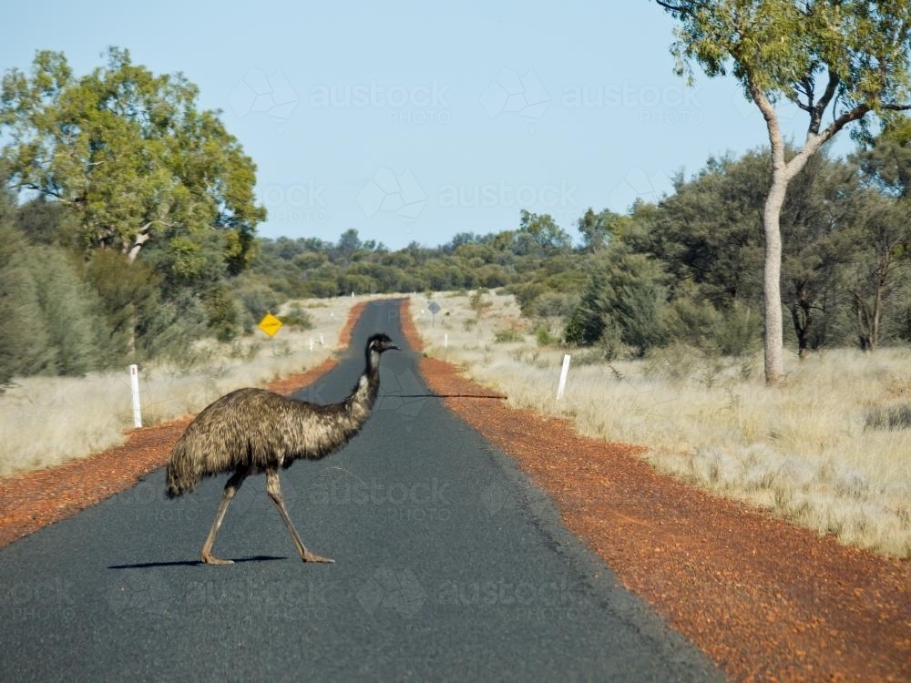 Emu crossing a bitumen road in the outback - Australian Stock Image