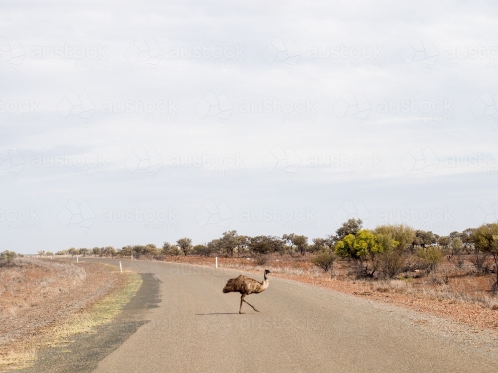 Emu Crossing Road - Australian Stock Image