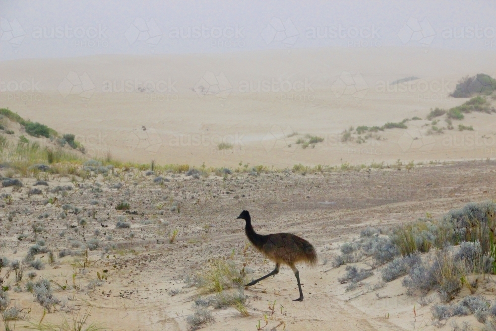 Emu Crossing the Dirt Road - Australian Stock Image