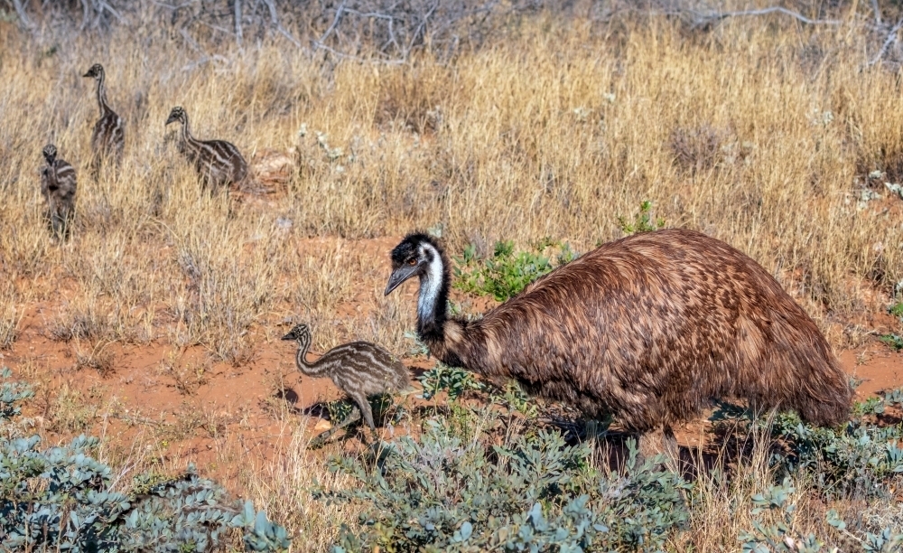 Emu Dad & chicks foraging (Dromaius novaehollandiae) in Western Australia - Australian Stock Image