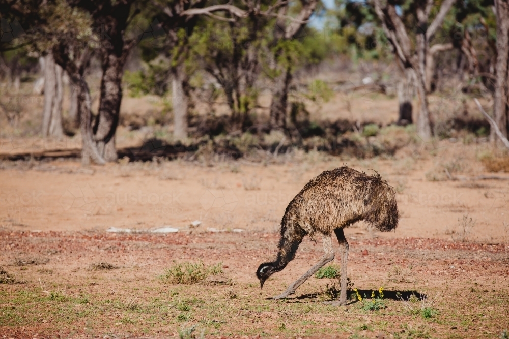 Emus Feasting Image of Emu eating in nature - Austockphoto