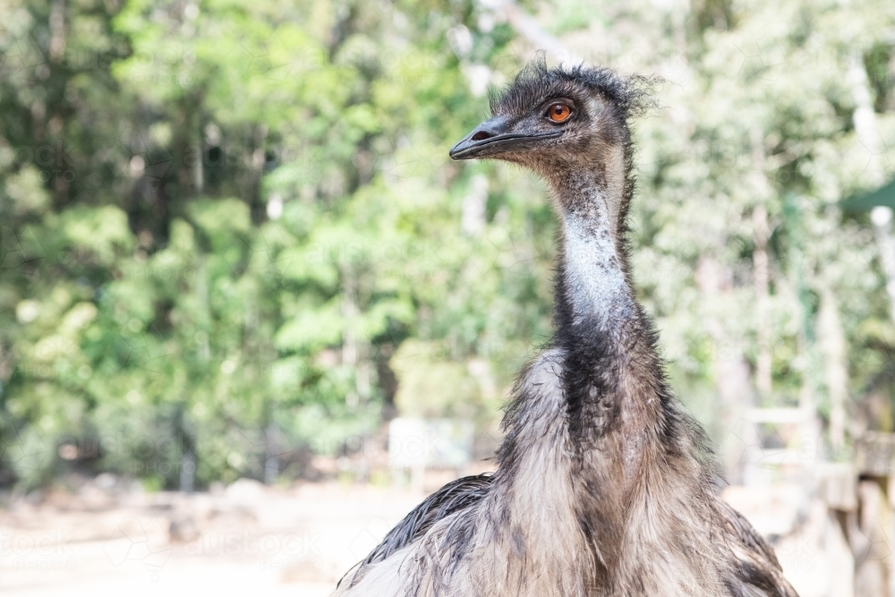 Emu head and neck in the outdoors - Australian Stock Image