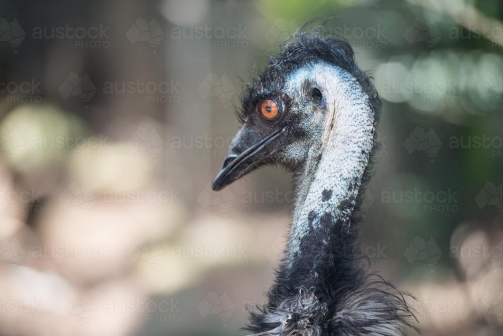 Emu head - Australian Stock Image