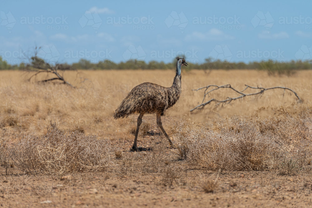 Emu In Bush Image of Emu in bush near Longreach - Austockphoto