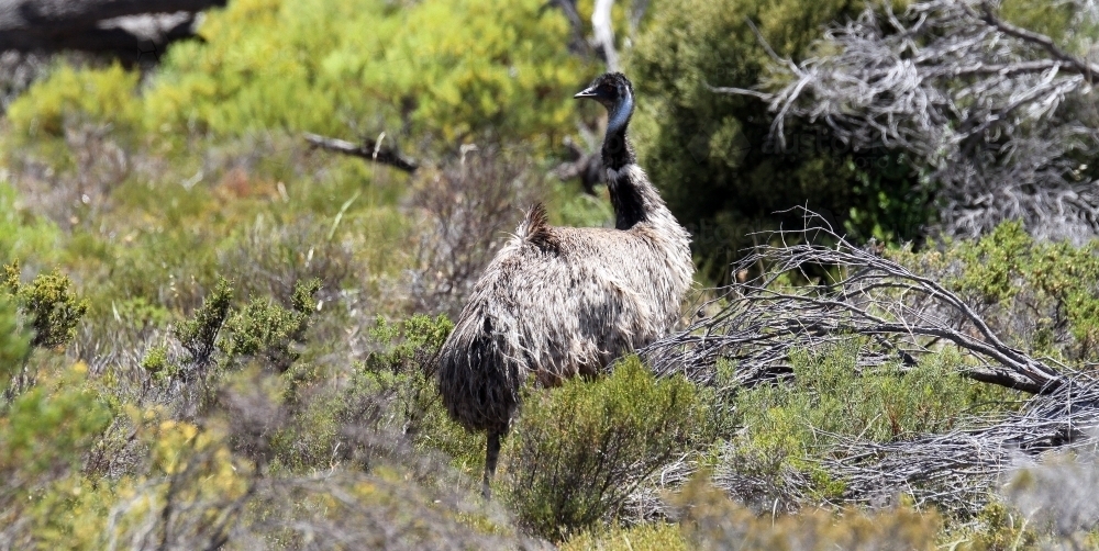 Emu in bushland - Australian Stock Image