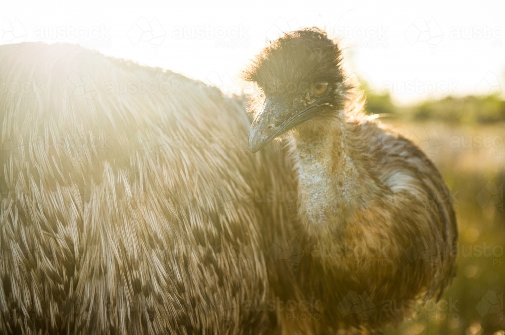 Emu in evening light - Australian Stock Image