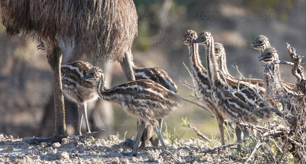 Emu in the Flinders - Australian Stock Image
