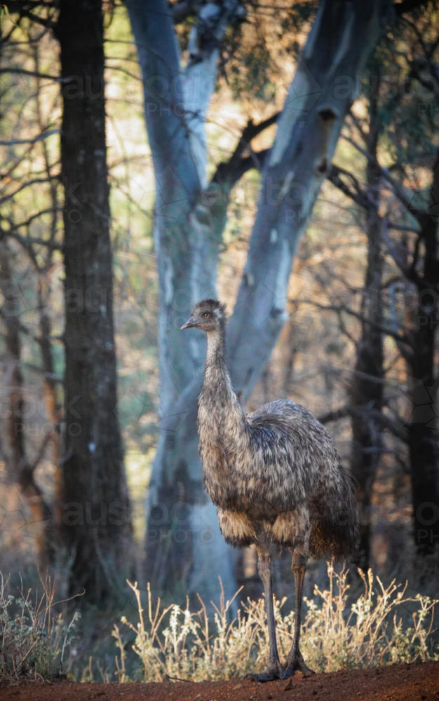 Emu In Bush Image of Emu in the woods - Austockphoto