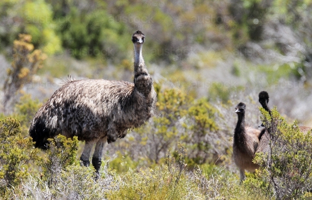 Emu mother and her chicks - Australian Stock Image