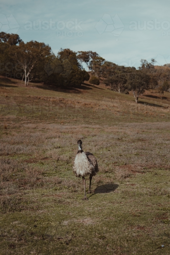 Emu on a rural property on Brungle Road - Australian Stock Image