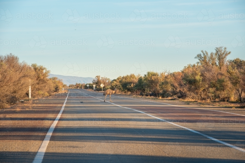 Emu on road through Flinders Ranges, SA - Australian Stock Image