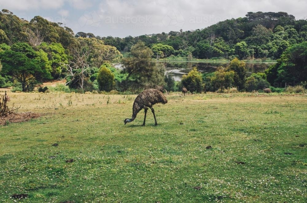 Emu standing in a green paddock - Australian Stock Image