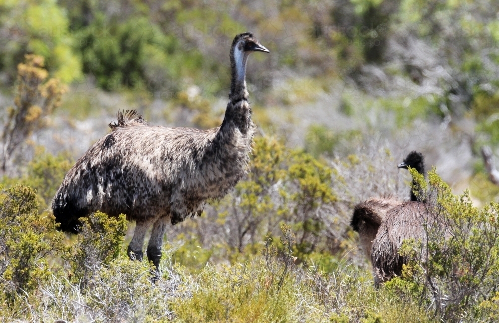 Emu with chicks - Australian Stock Image
