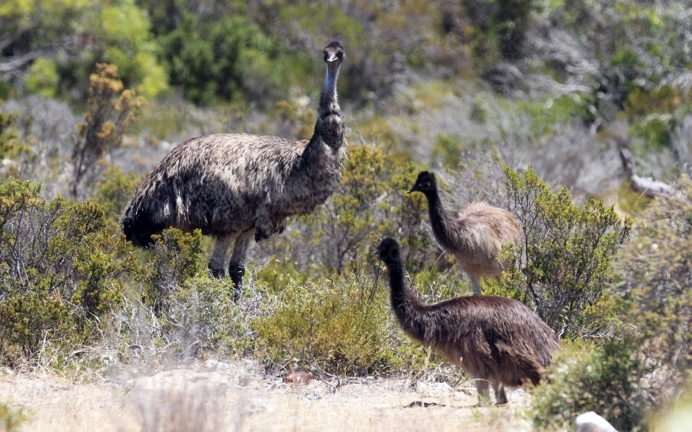 Emu with her chicks - Australian Stock Image