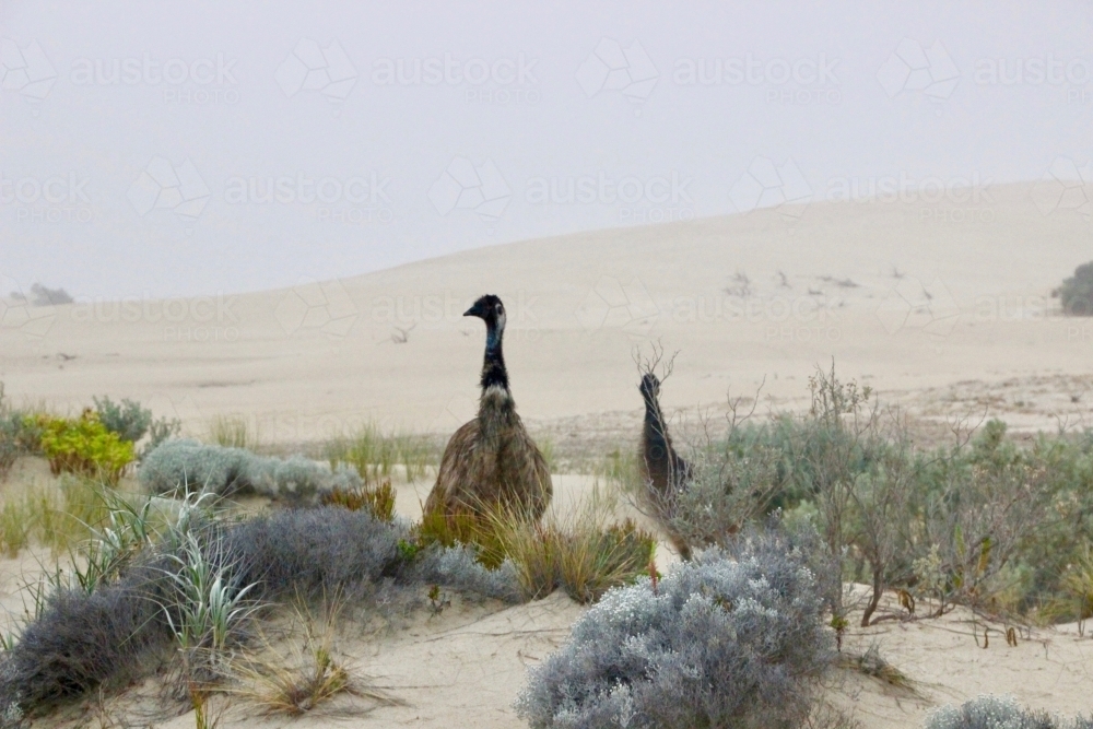 Emus in the Sandhills - Australian Stock Image