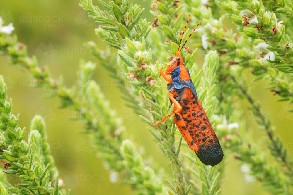 Endemic Leichardt Grasshopper in Kakadu National Park - Australian Stock Image