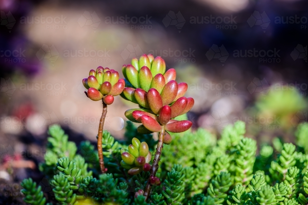 Energetic and succulent plant - Australian Stock Image