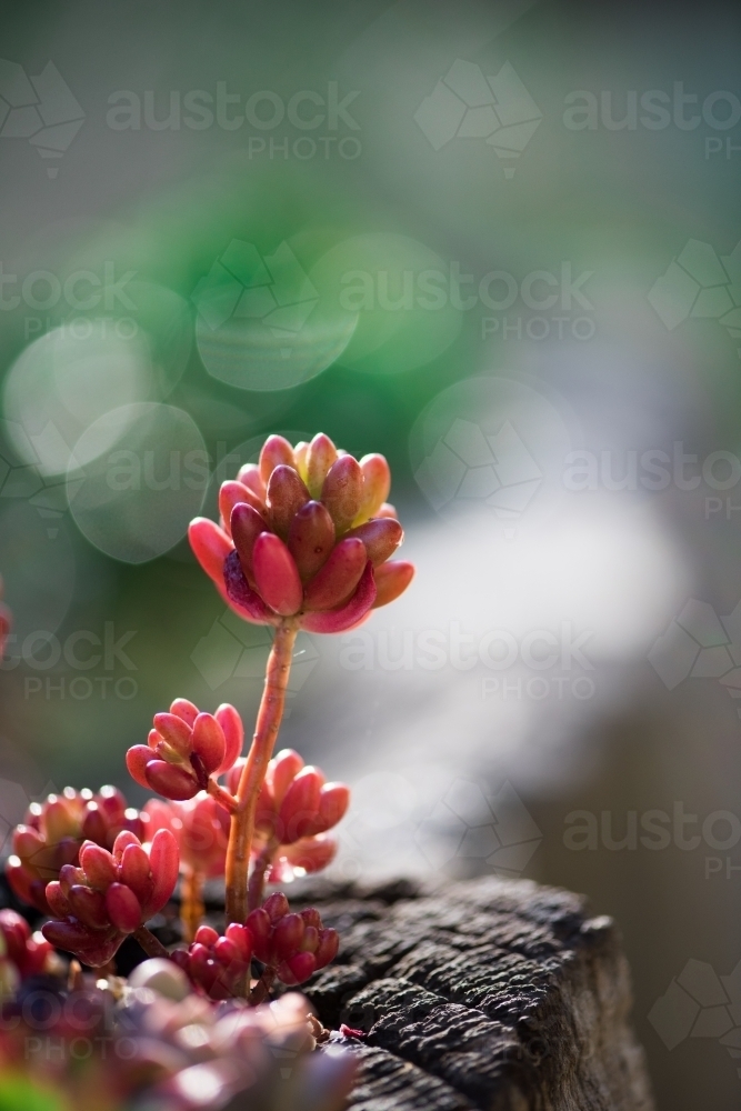Energetic and succulent plant - Australian Stock Image