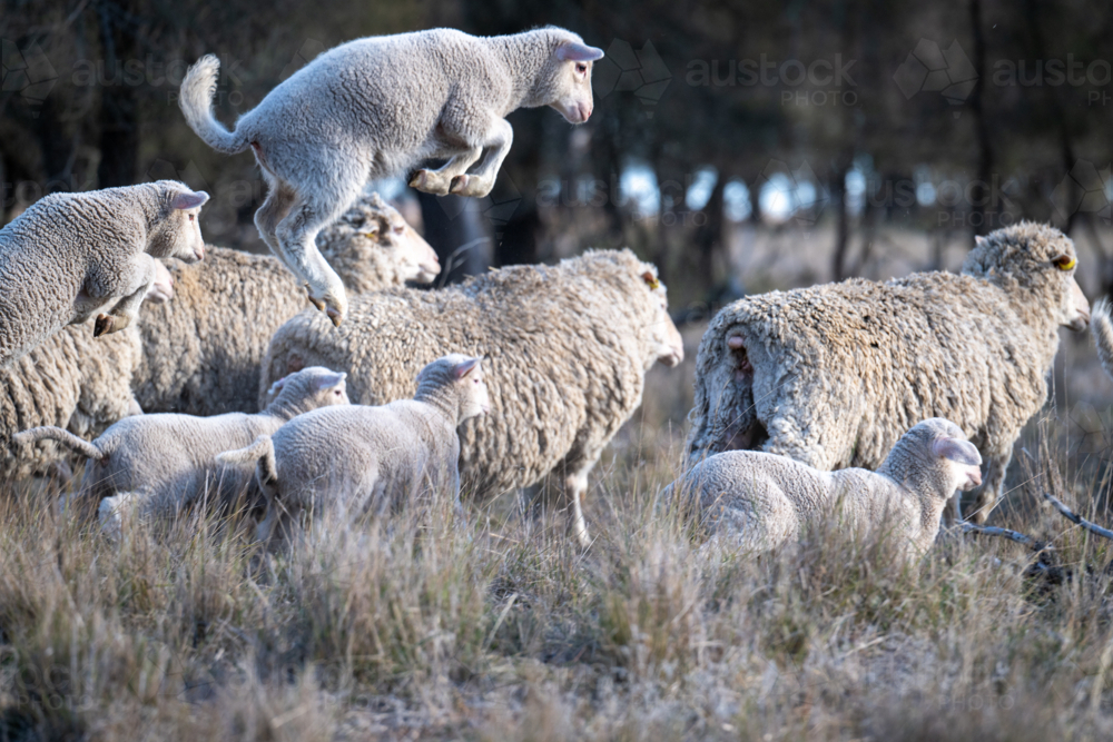 Energetic lamb leaping over the flock in a grassy paddock - Australian Stock Image