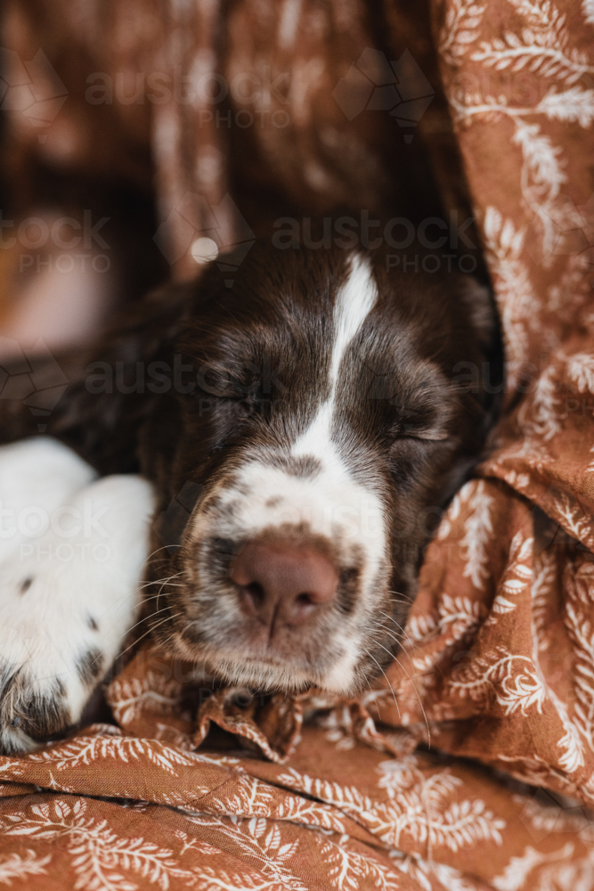 english springer spaniel puppy : Austockphoto english springer spaniel puppy - Australian Stock Image