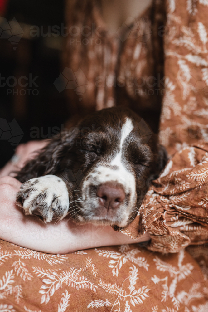 english springer spaniel puppy in woman's arms - Australian Stock Image