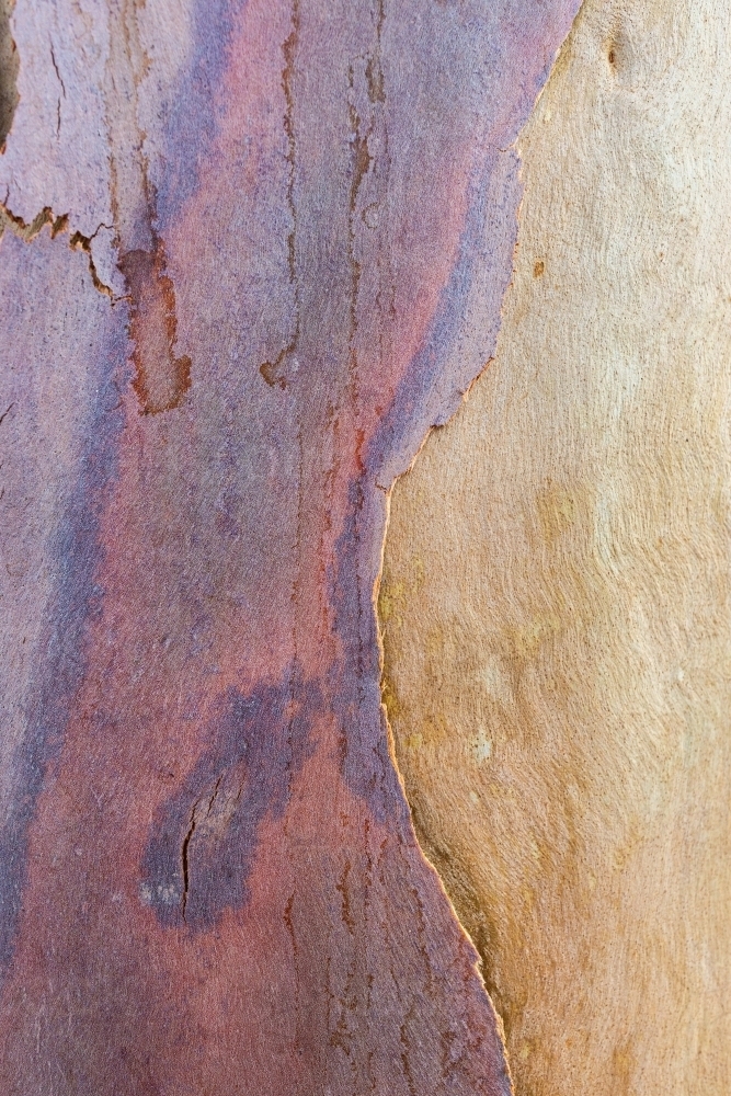 Eucalyptus bark flaking away from trunk of gum tree - Australian Stock Image