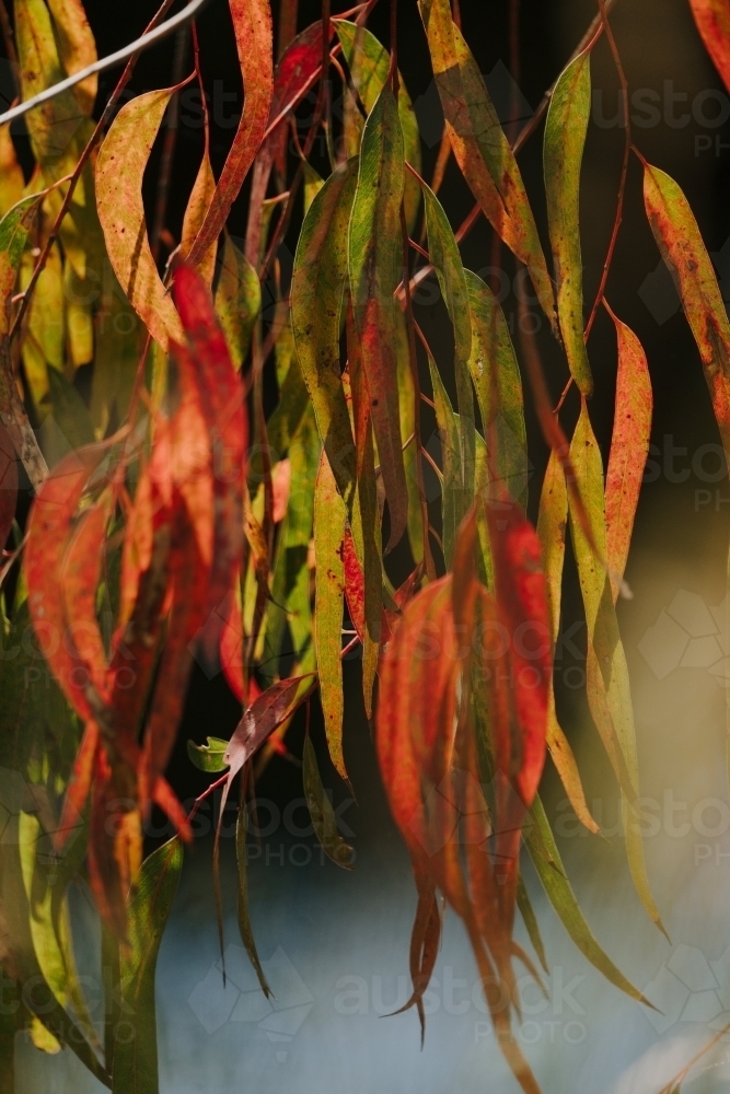 Eucalyptus foliage with red leaves - Australian Stock Image