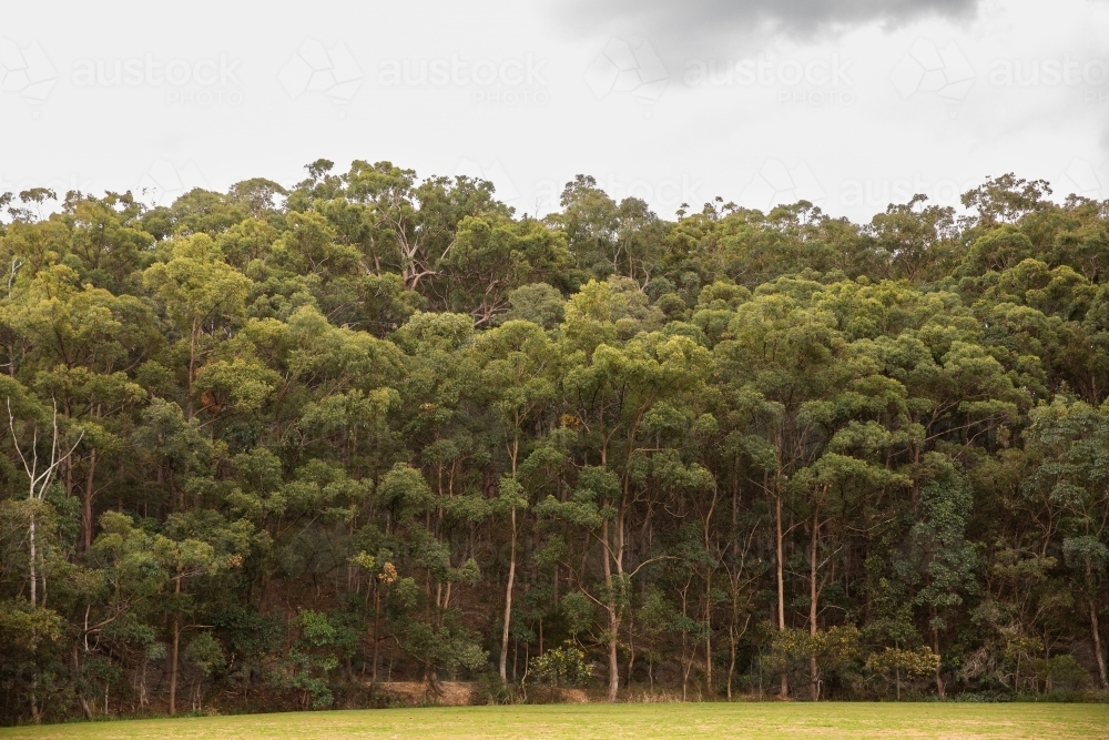 eucalyptus forest near a large open field in Brisbane - Australian Stock Image