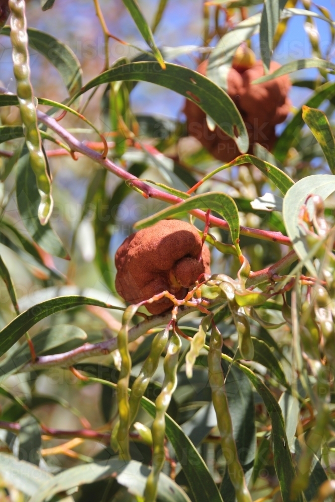 Eucalyptus gall - Australian Stock Image
