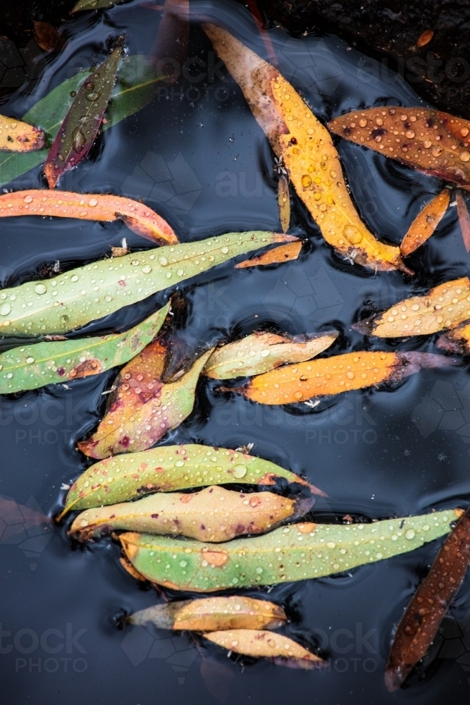 Eucalyptus/gum leaves floating on a pool of darkly stained water - Australian Stock Image
