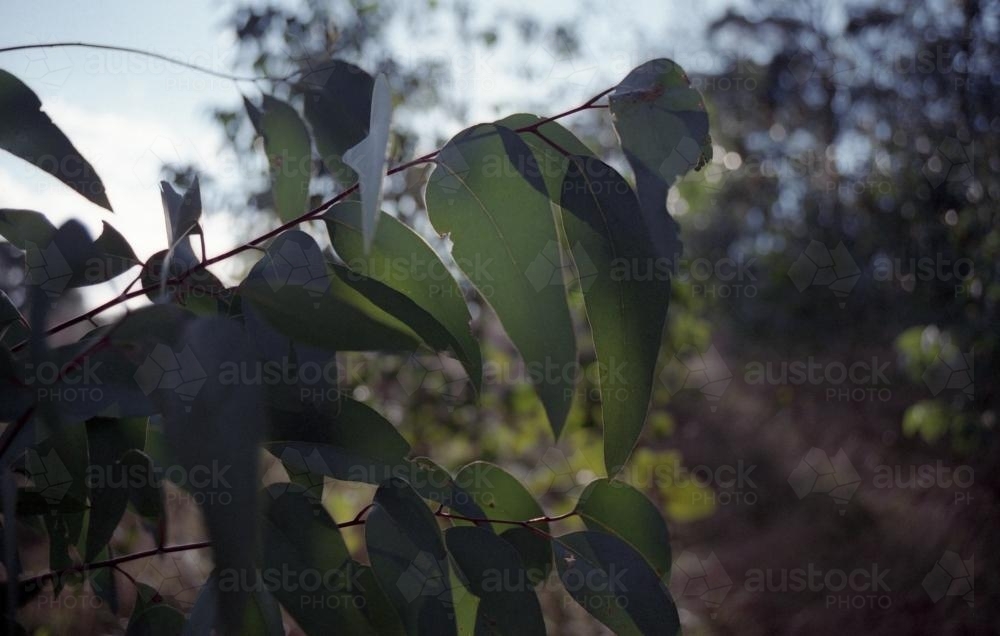 Eucalyptus gum leaves in the bush with low light - Australian Stock Image