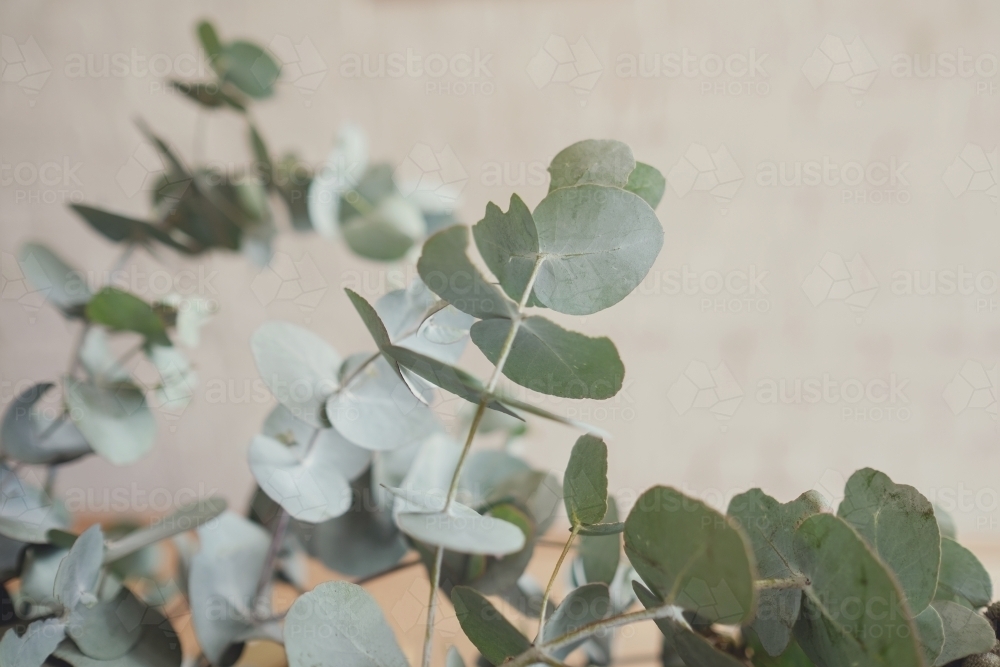 Eucalyptus gum leaves, native plants - Australian Stock Image