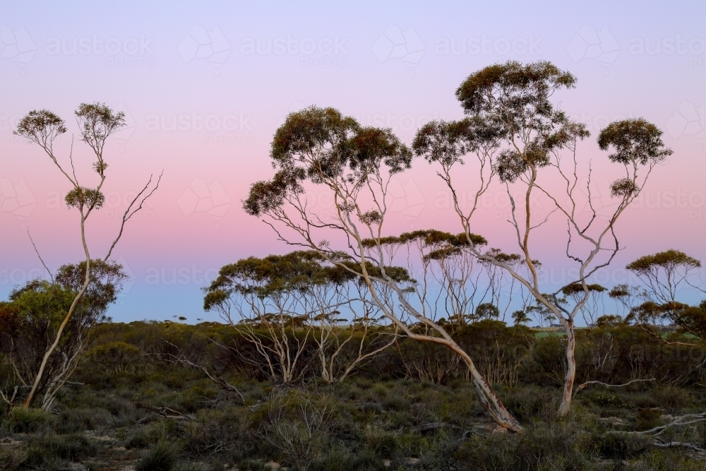 Eucalyptus gum trees during a pastel dusk - Australian Stock Image