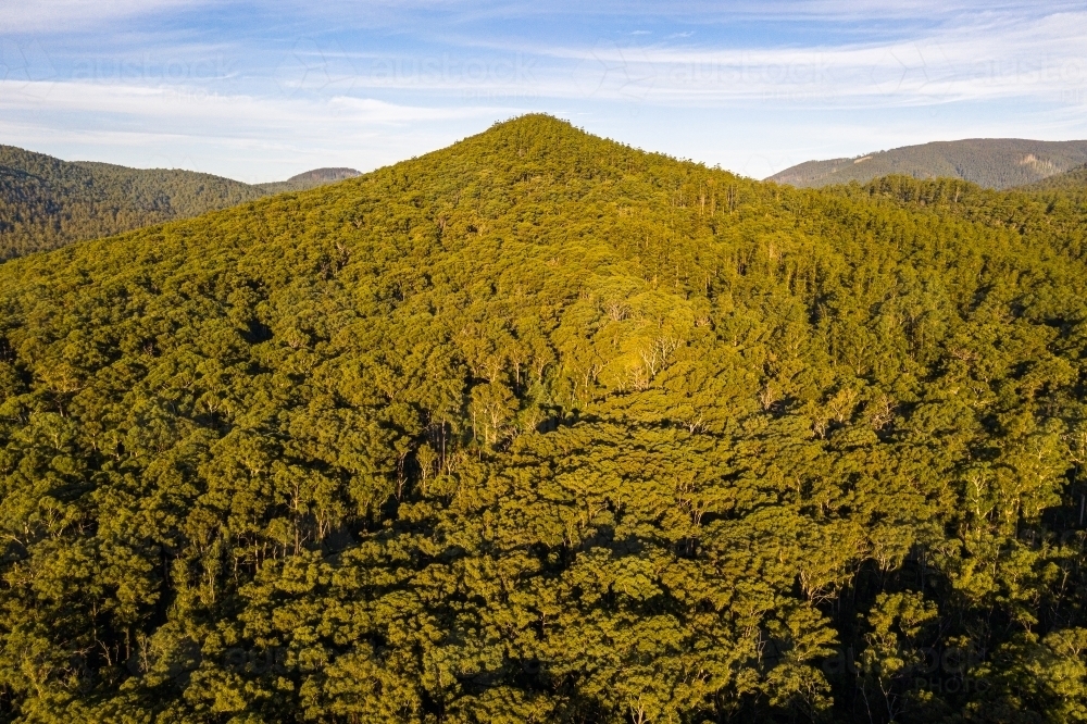 Eucalyptus landscape - Australian Stock Image