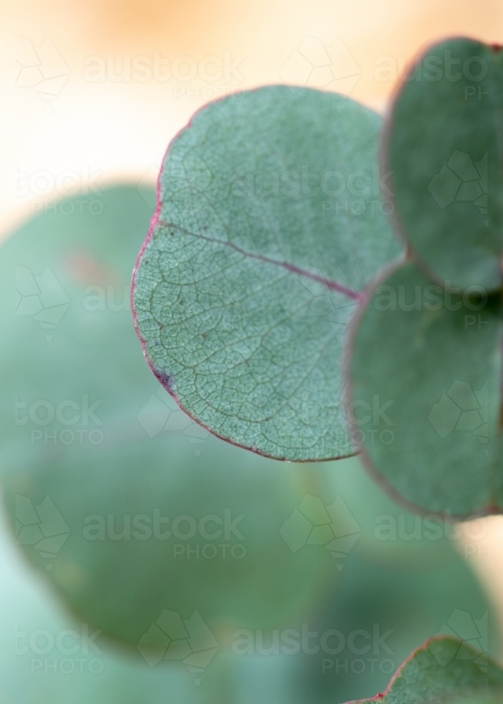Eucalyptus leaf close up - Australian Stock Image