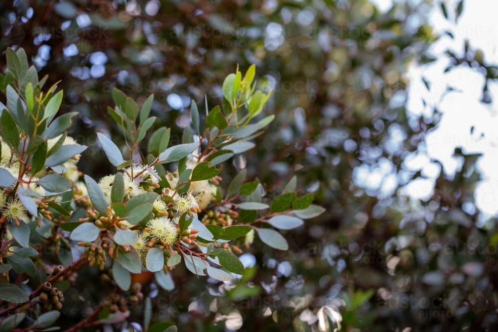 eucalyptus leaves and flowers - Australian Stock Image