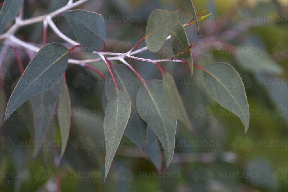 Eucalyptus leaves - Australian Stock Image