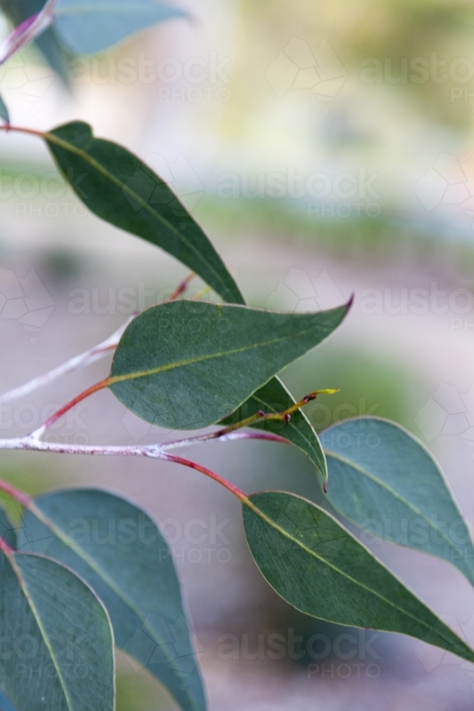 Eucalyptus leaves - Australian Stock Image