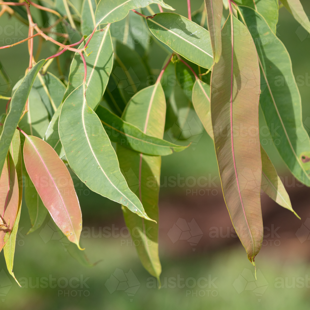 Eucalyptus Leaves - Australian Stock Image