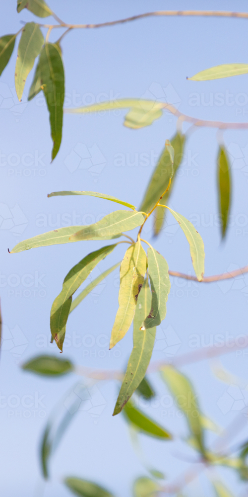 Eucalyptus Leaves - Australian Stock Image