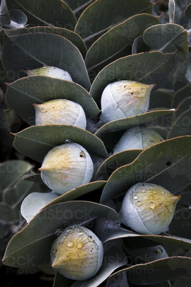 Eucalyptus macrocarpa / mallee eucalyptus flower buds and leaves - Australian Stock Image